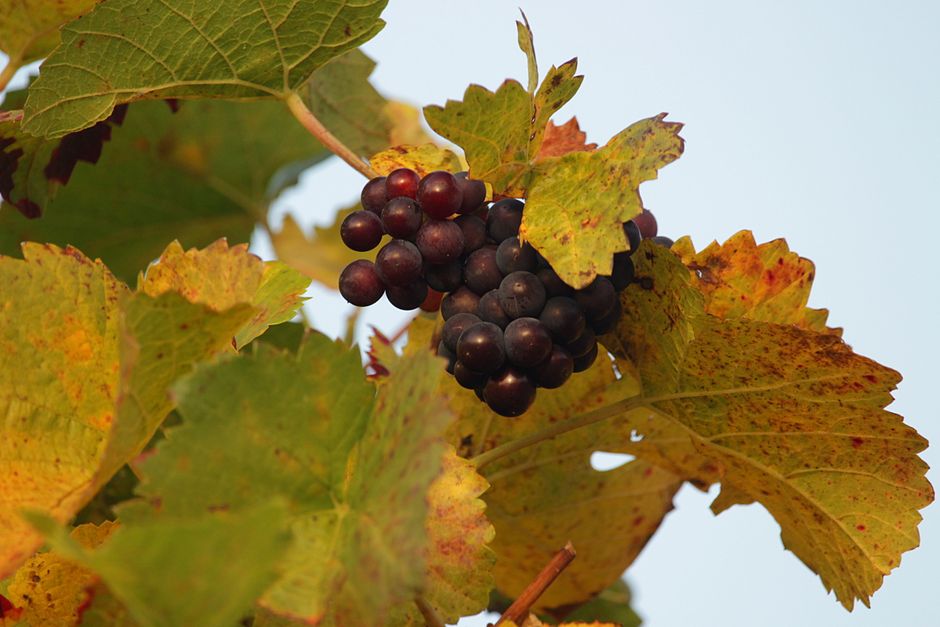 A detailed shot of purple grapes hanging from a vine with autumn leaves in Stuttgart.
