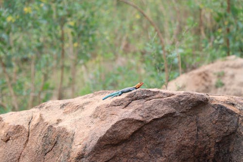 Gratis stockfoto met agama lionotus, blauw, bomen Stockfoto