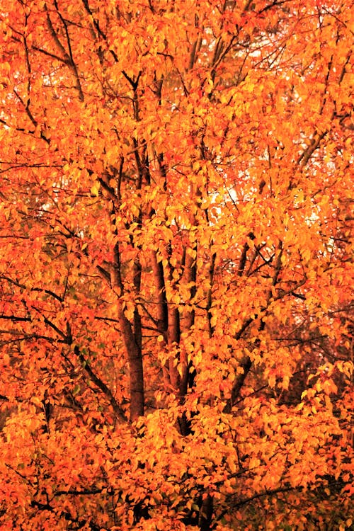 Základová fotografie zdarma na téma barva, dřevo, flóra