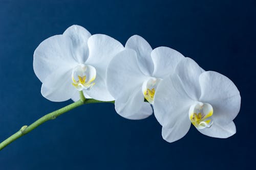 Бесплатное стоковое фото с белый, ботанический, красивые цветы