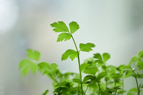 A Parsley Plant in Close Up Photography