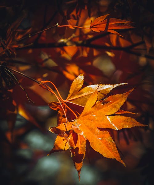 Golden Maple Leaves