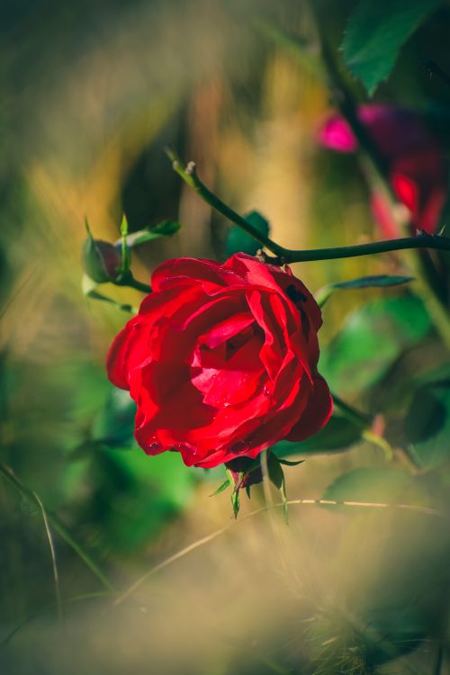 Free High angle of blossoming flower growing on twig among green leaves in park in sunlight Stock Photo