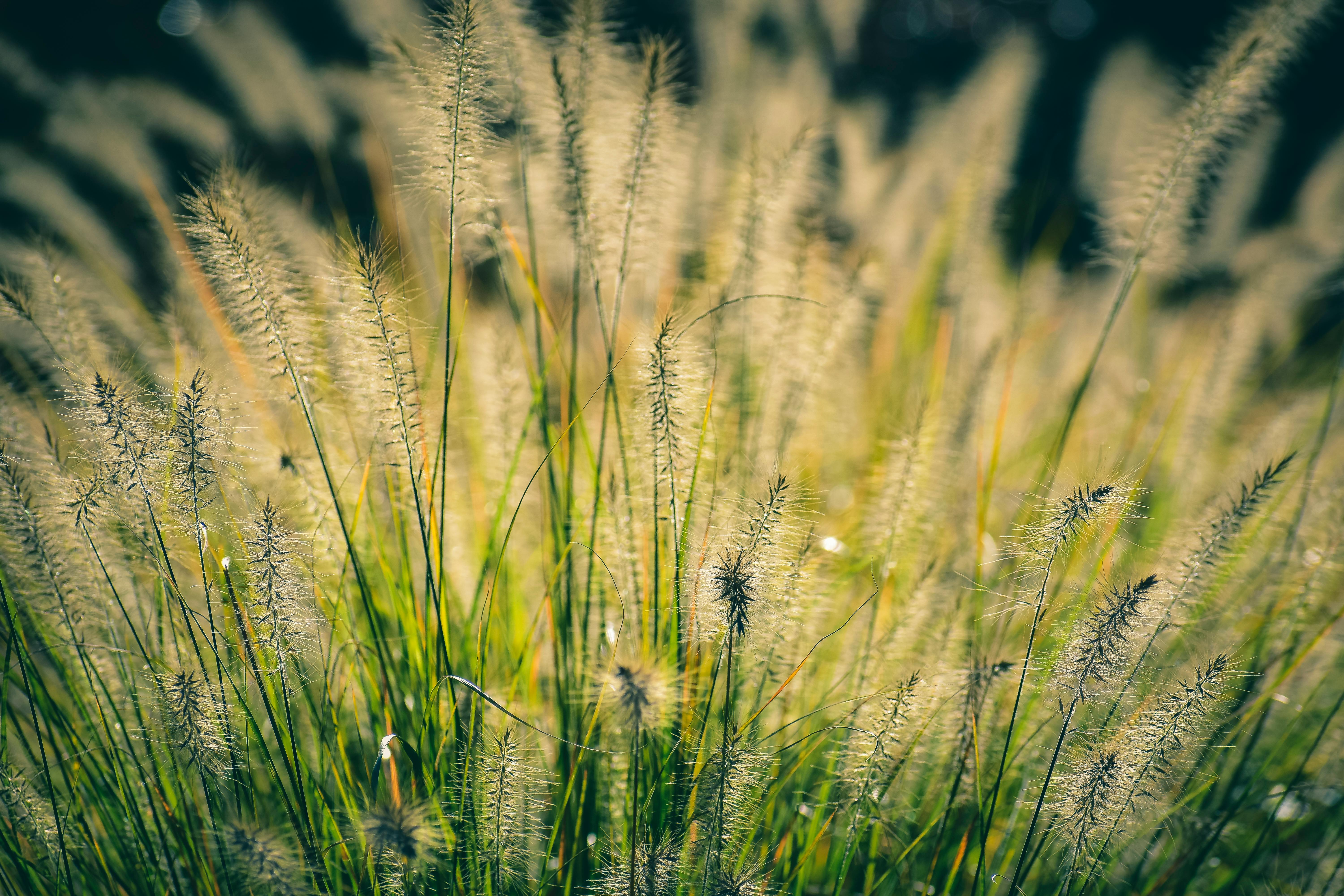 Benefit 7: Increased Property Value and Lower Long-Term Maintenance Costs - seeding/overseeding &amp; establishment lawn care