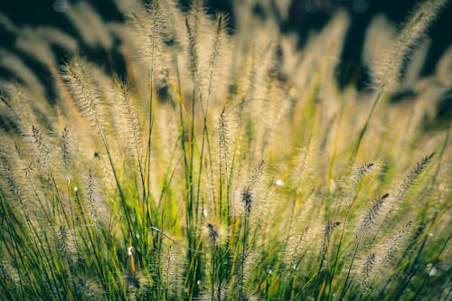 Free Thin grass with spikes growing in lawn lightened by bright sunshine in valley Stock Photo