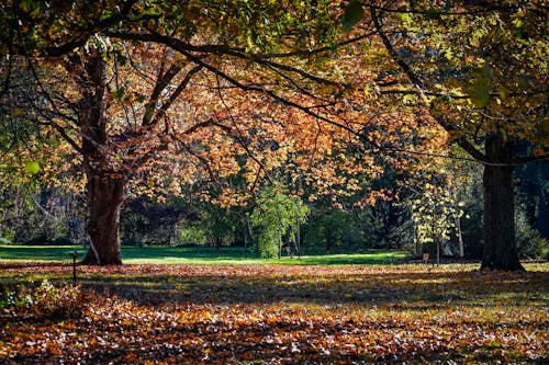 Free Tall trees covered with golden foliage growing in lawn in autumn park in sunny day Stock Photo