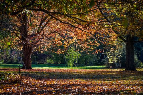 Free Tall trees covered with golden foliage growing in lawn in autumn park in sunny day Stock Photo