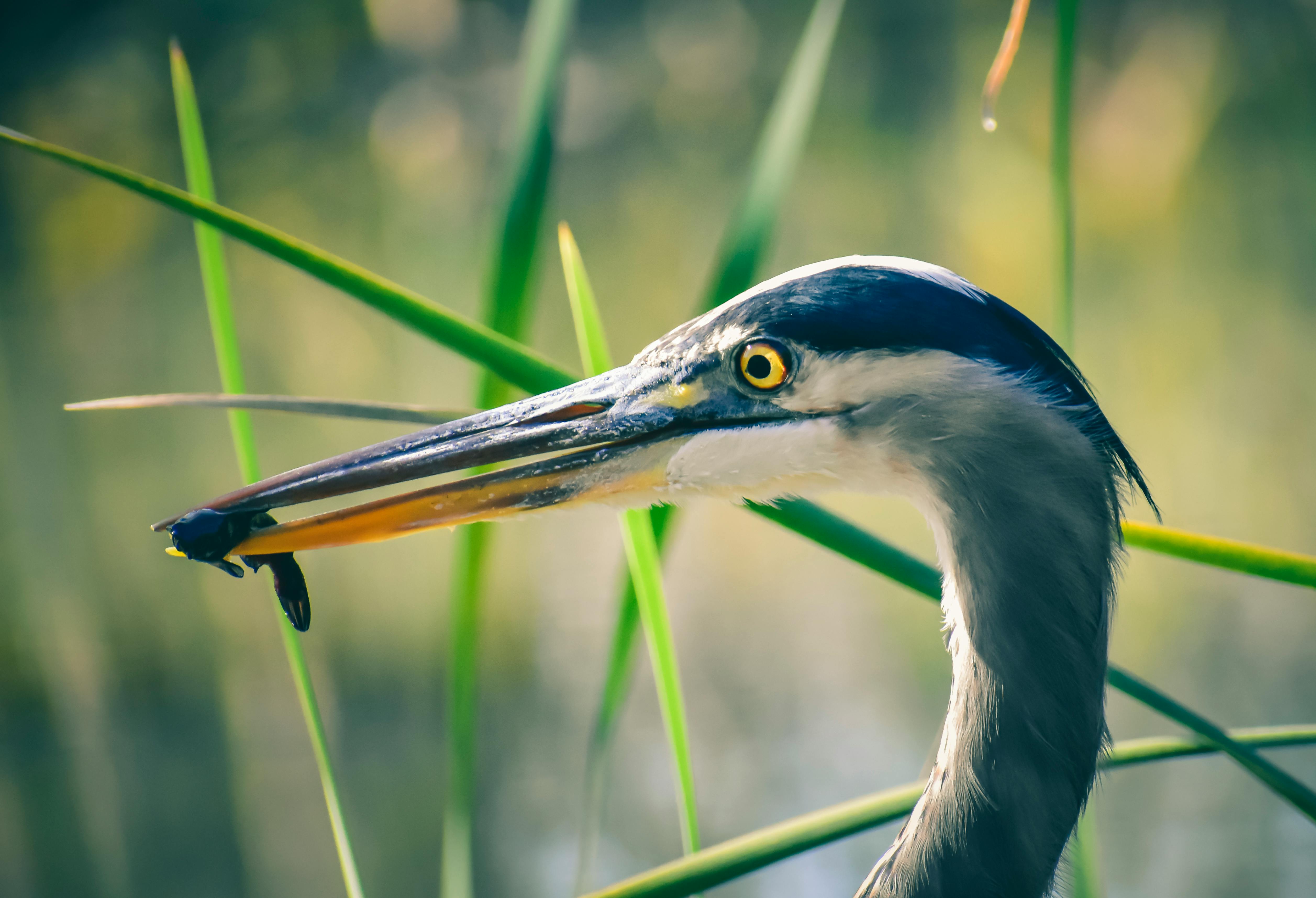 What is the healthiest single food in the world?