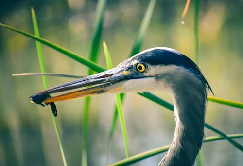 Gratis stockfoto met aviaire, beest, biologie