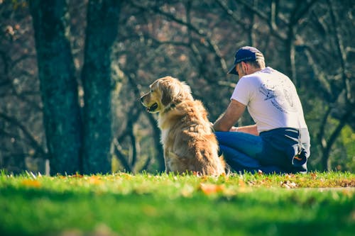 Ground level of male owner sitting on grassy meadow with fallen autumn leaves near Golden Retriever dog