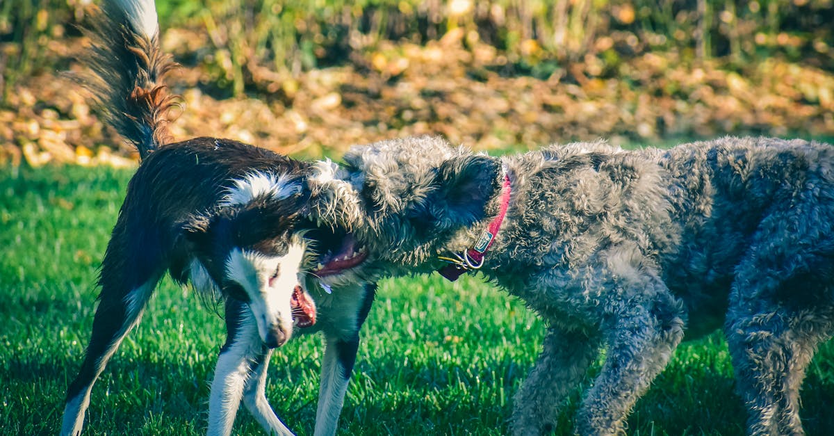 Purebred dogs biting each other on grassy meadow