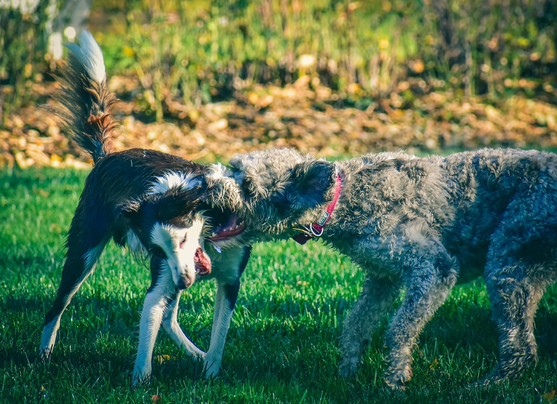 Purebred dogs biting each other on grassy meadow