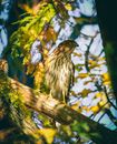 Hawk sitting on tree branch in forest