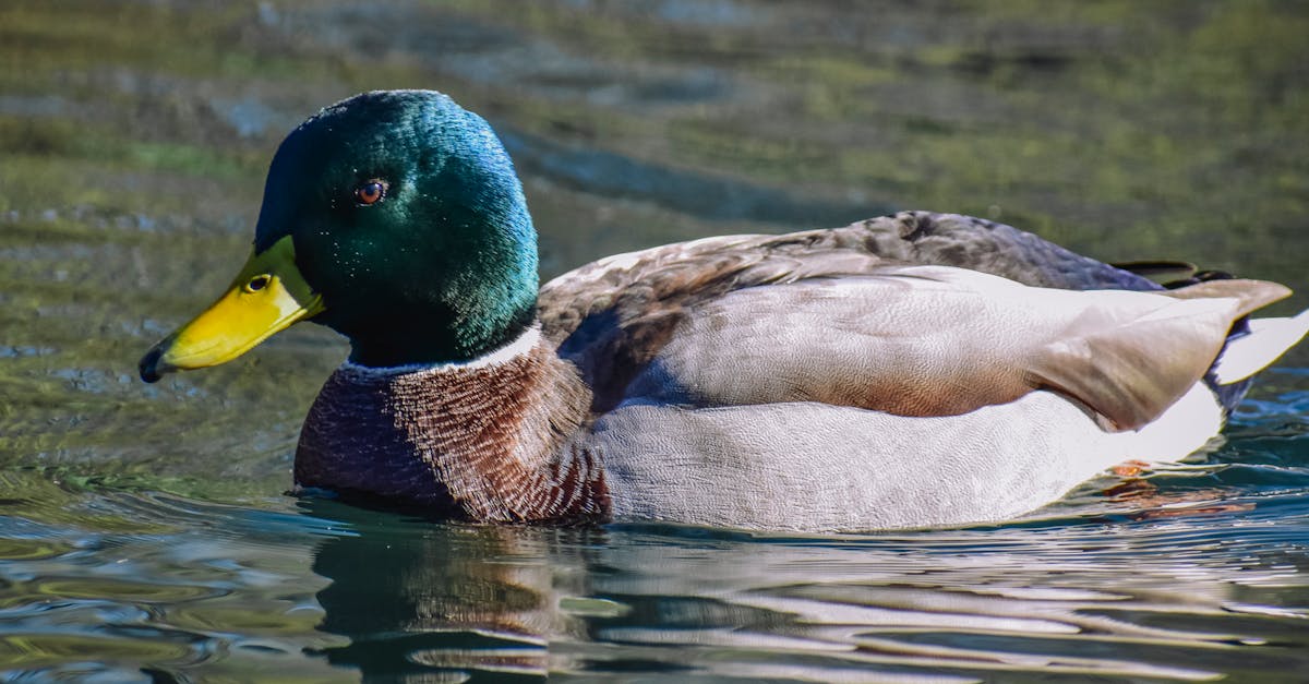 What waterfowl mate for life