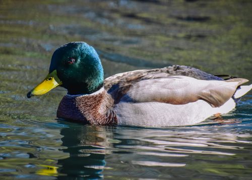 Free Side view of wild waterbird drake with brown plumage and green head floating on rippling pond Stock Photo