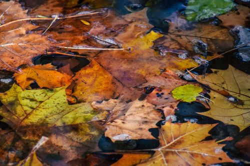 Free High angle of dry fallen yellow leaves of deciduous plants in pond with clear water Stock Photo