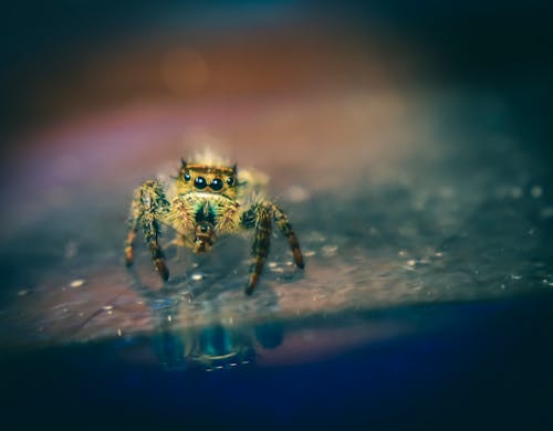 Tiny Salticidae spider with soft body on clear surface