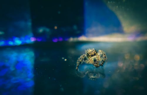 Бесплатное стоковое фото с salticidae, terrify, Биология