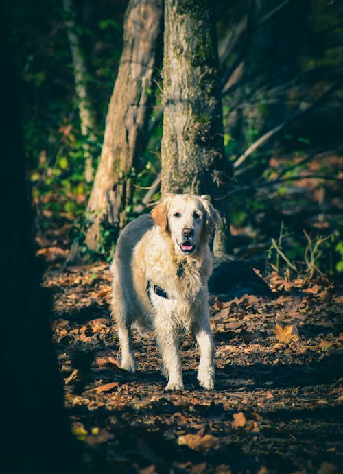 Purebred dog walking between trees in nature