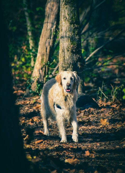 Free Golden Retriever dog in harness with mouth opened on ground with fallen dry leaves among trees in forest Stock Photo