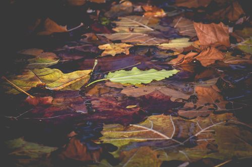 Free High angle of dry orange fallen leaves in water of river in autumn day Stock Photo
