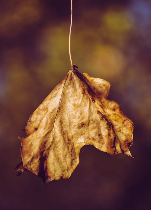 Dry autumn leaf hanging on thin twig