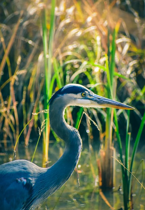 Side view of heron with long neck and gray feathers standing in water among marsh plants