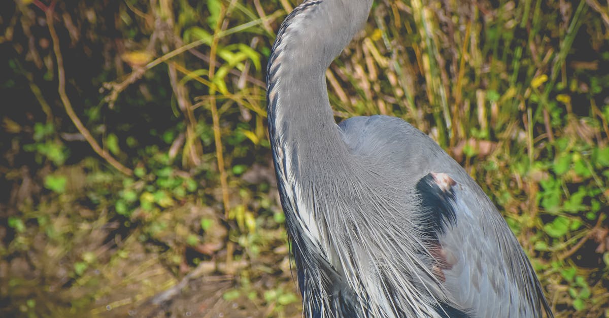 How to watch 90 day fiancé the single life for free