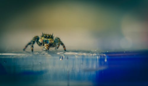 Small spider crawling on water surface