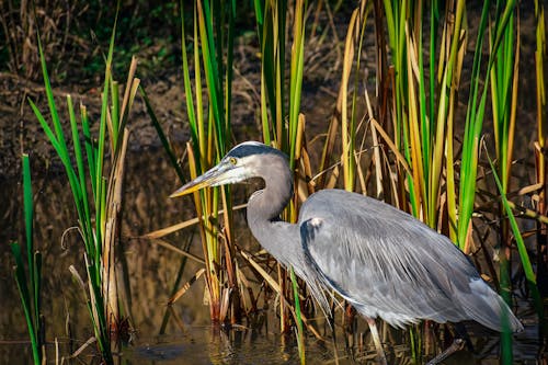 Side view of gray heron standing against tall green cattail grass in marsh