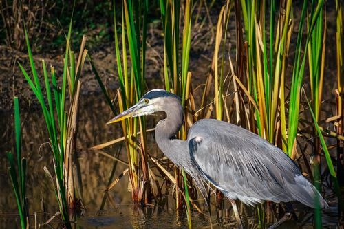 Free Side view of gray heron standing against tall green cattail grass in marsh Stock Photo