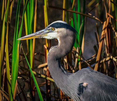 Side view of heron with long beak and neck standing against green grass in wetland