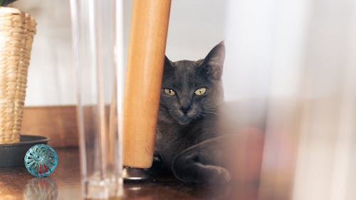 Free Δωρεάν στοκ φωτογραφιών με Αιλουροειδή, Γάτα, γάτα εραστή Stock Photo