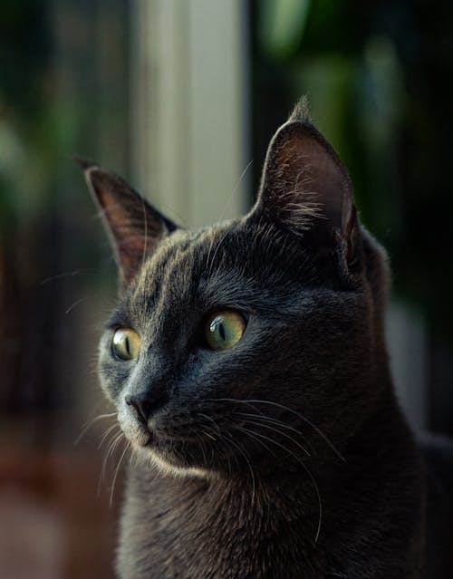 Black Cat in Close Up Photography