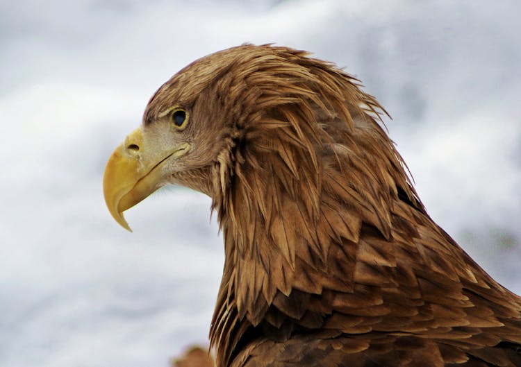 Side View Of A Brown Eagle 