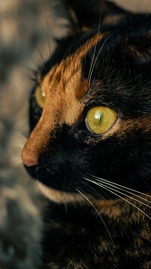 Black Cat with Sunlit on Nose