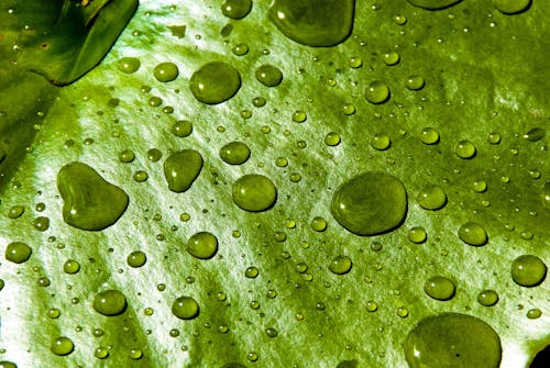 Free stock photo of close-up, droplet, green
