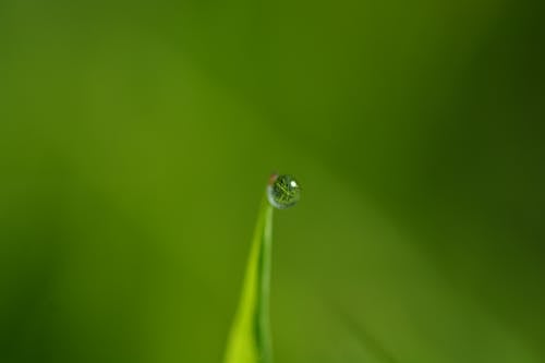 бесплатная Капля воды на зеленом листе Стоковое фото