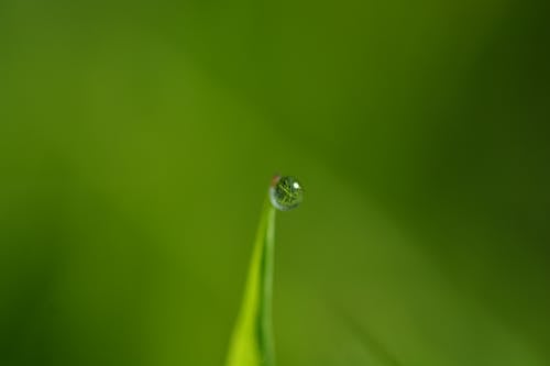 Gota De Agua Sobre Hoja Verde