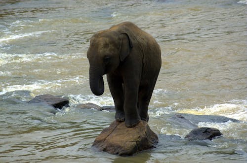 Cute elephant drinking water from rocky river