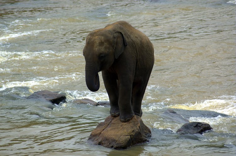 Cute Elephant Drinking Water From Rocky River