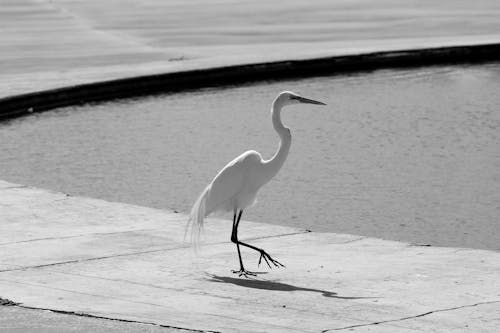 Gratis stockfoto met dierenfotografie, fotografie van vogels, grayscale