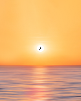 A serene view of a bird flying over the ocean in Bronte, NSW, during sunset.