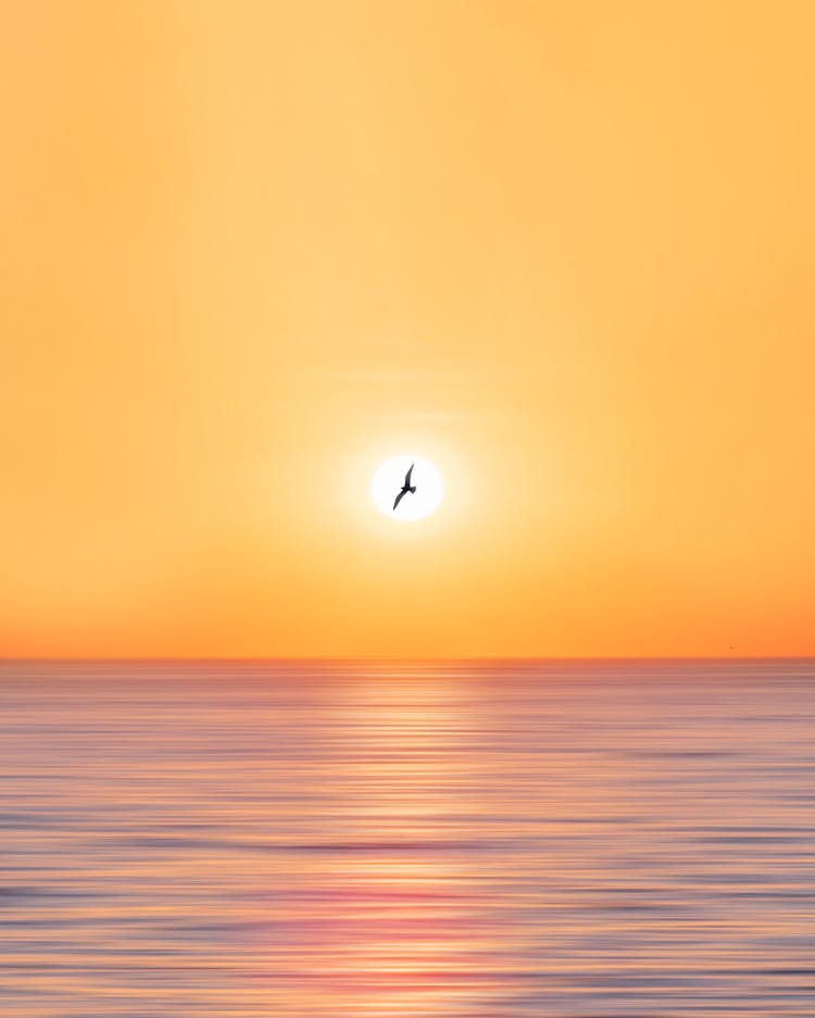 Bird Flying Over The Sunset