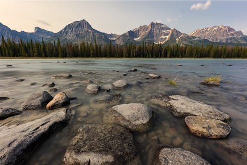 Rocks in a River near the Trees in the Forest 