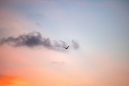 Free Beautiful silhouette of a bird flying against a vibrant sunset with clouds in the sky. Stock Photo