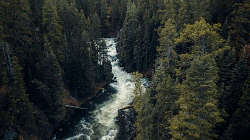 River in the Middle of Forest