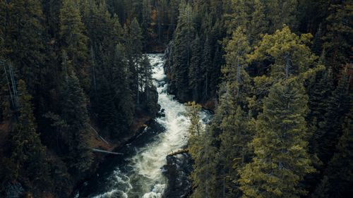 Free A scenic aerial view of a river flowing through a dense pine forest in Oregon, showcasing nature's beauty. Stock Photo