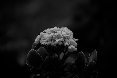 Black and white of blossoming gentle flower with little petals and leaves growing in nature in forest on blurred background