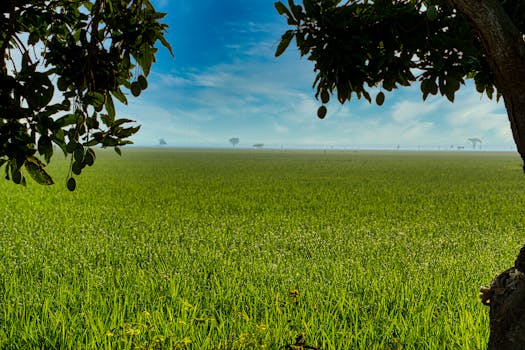 Scenery view of field with lush grass and growing trees under blue cloudy sky in daytime
